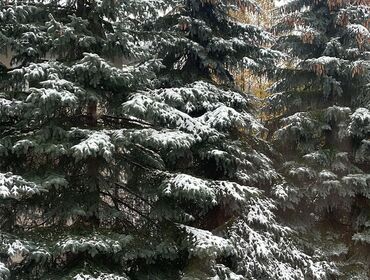 Коттедж на 30 человек